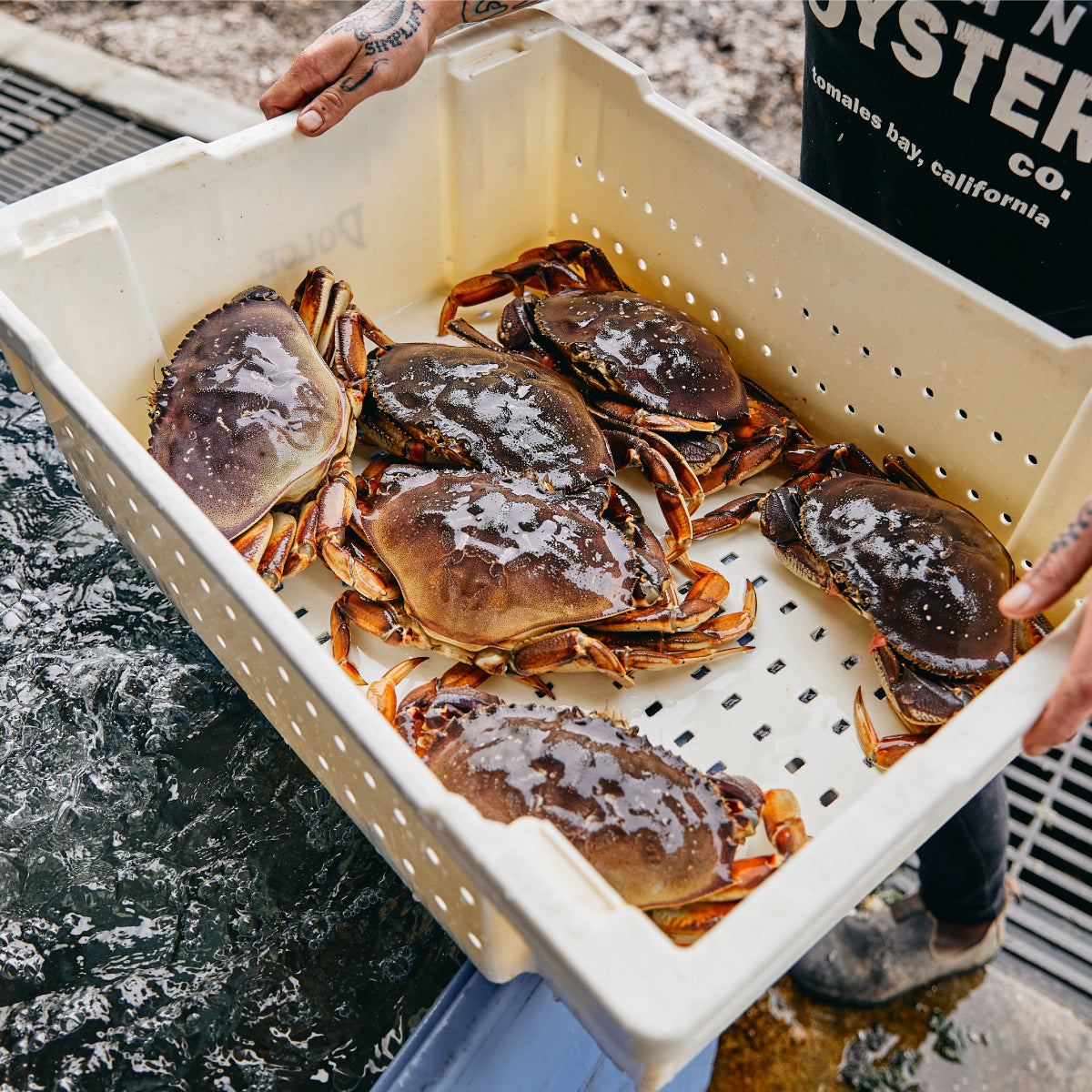Local Dungeness Crab – Hog Island Oyster Co.