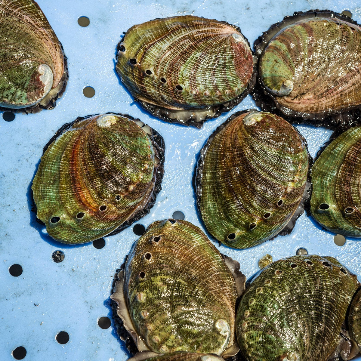 Abalone Shells - Red Lake Nation Foods