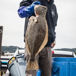 Local California Halibut