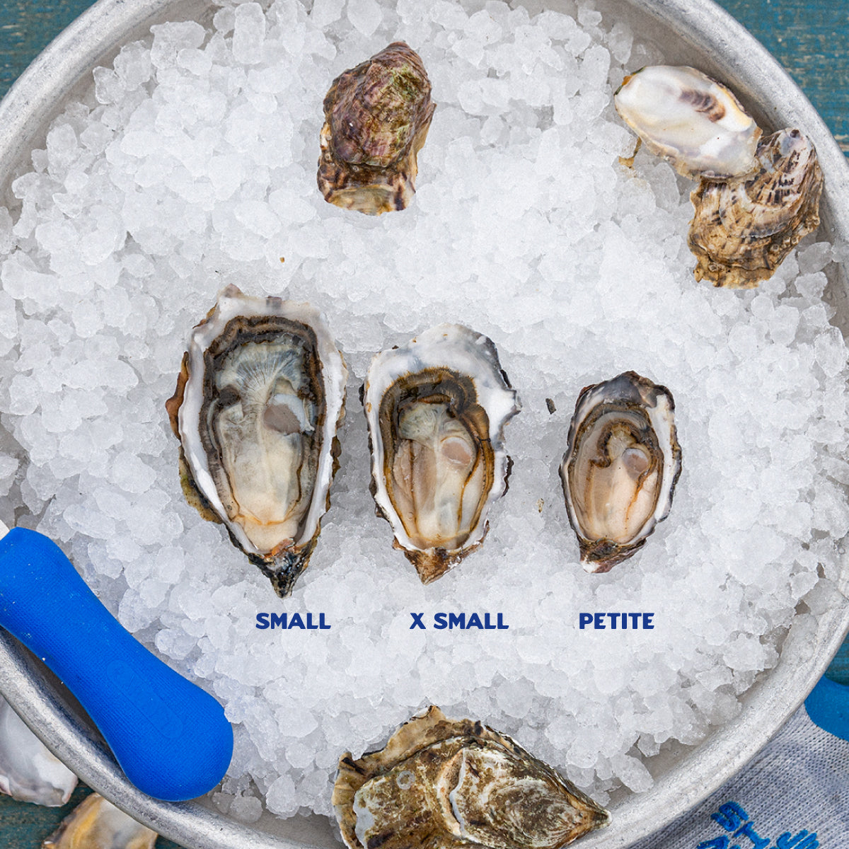 Hog Island Sweetwaters (Petite) – Hog Island Oyster Co.