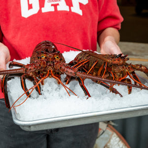 Spiny Lobster (LIVE)