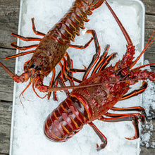 Load image into Gallery viewer, Spiny Lobster (LIVE)