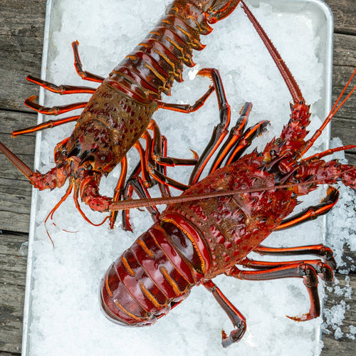 Spiny Lobster (LIVE)