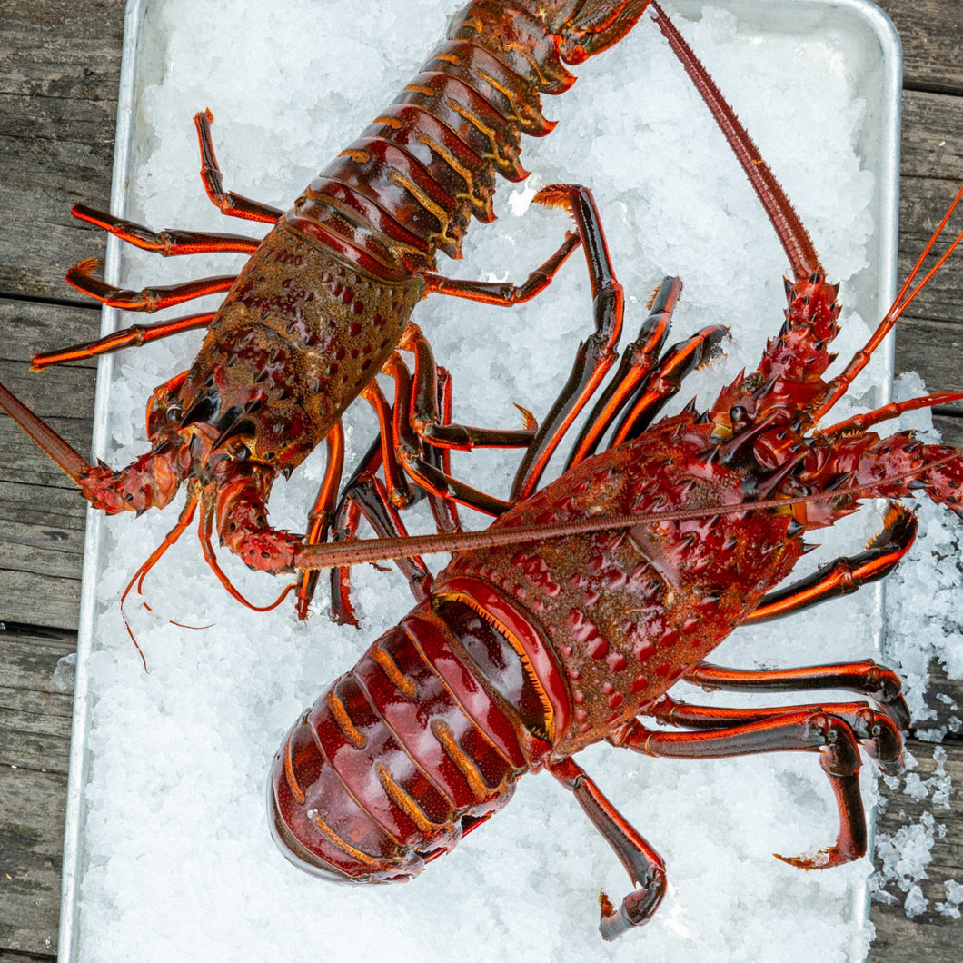 Spiny Lobster (LIVE)