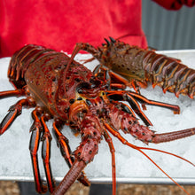 Load image into Gallery viewer, Spiny Lobster (LIVE)