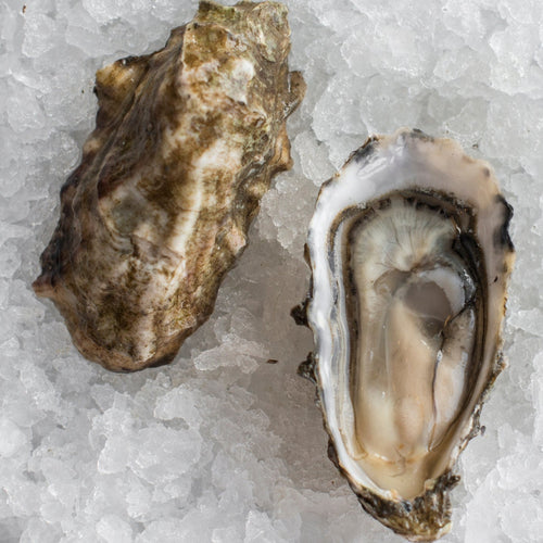 Pinkerton's Loot Oysters (Extra Small)