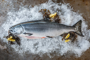 Wild King Salmon