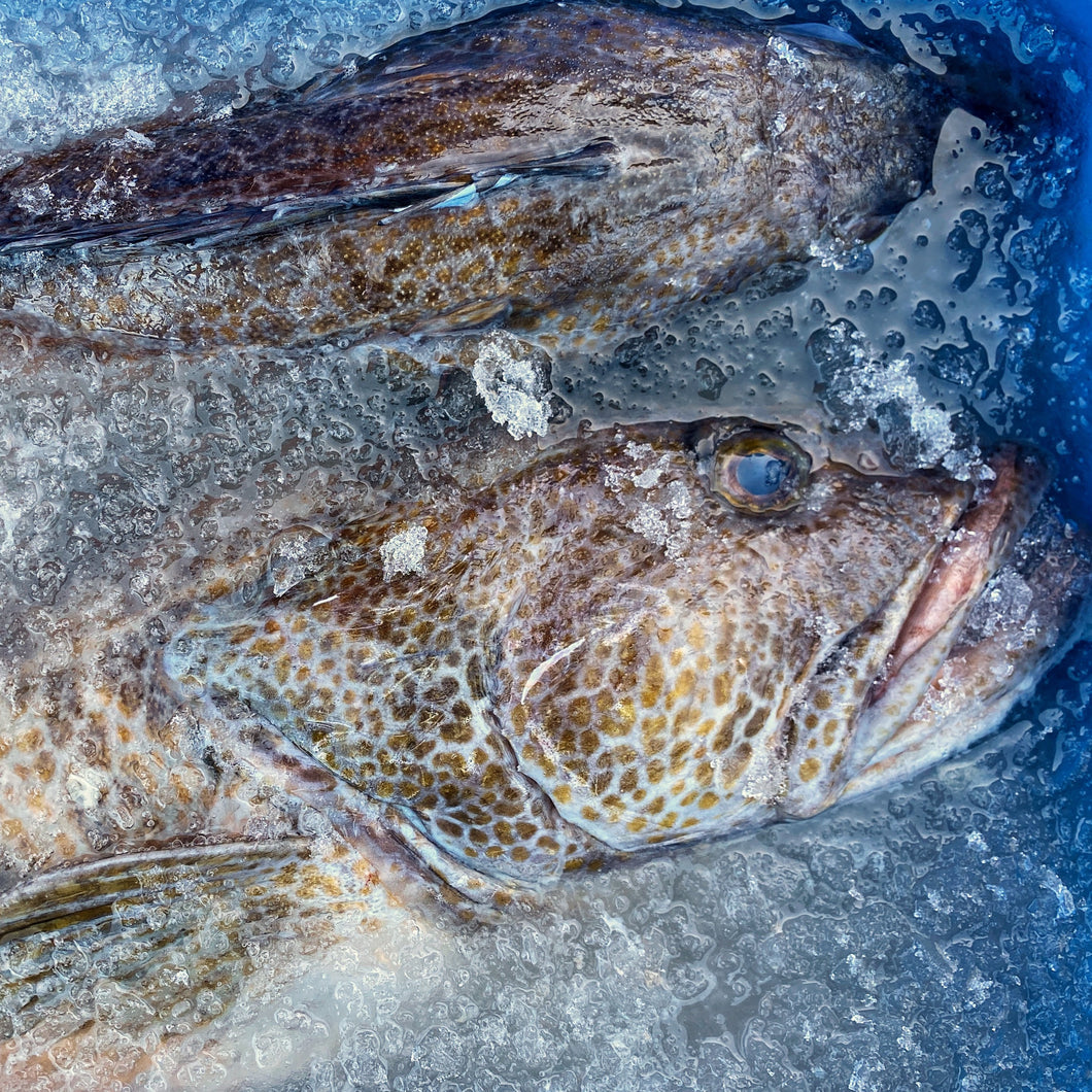 Oysters, Shellfish, Local Fresh Fish, Tinned Fish – Hog Island Oyster Co.