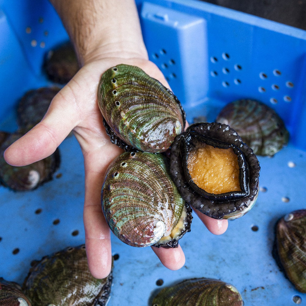 Live Abalone For Sale Online, Giovanni's Fish Market