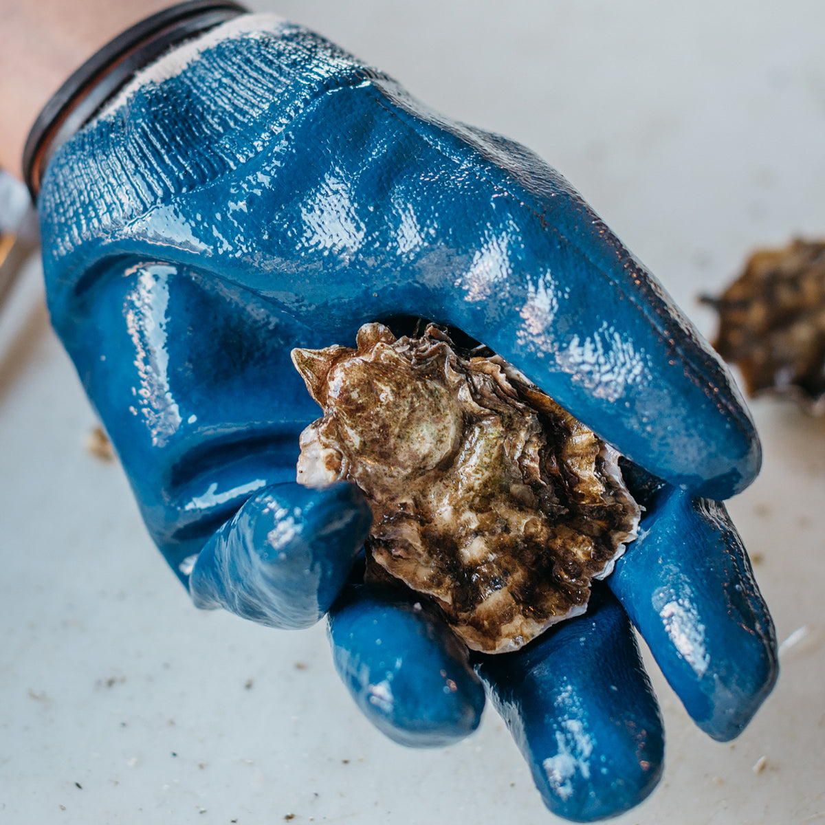 Rubber-Dipped Oyster Shucking Gloves | La Brazza US